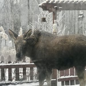 Young moose just outside the door - Alaska.