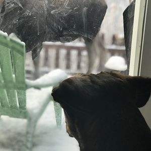 Pooka watching the Moose - Alaska