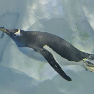 Gentoo penguin underwater