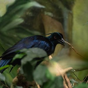 Trumpet manucode - Phonygammus keraudrenii