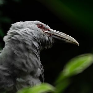 Channel-billed cuckoo - Scythrops novaehollandiae