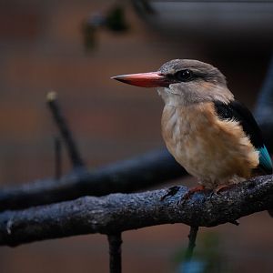Brown-hooded kingfisher - Halcyon albiventris