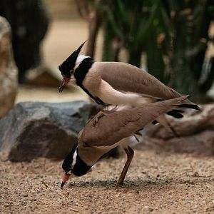 Black-headed lapwing - Vanellus tectus