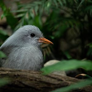 Kagu - Rhynochetos jubatus