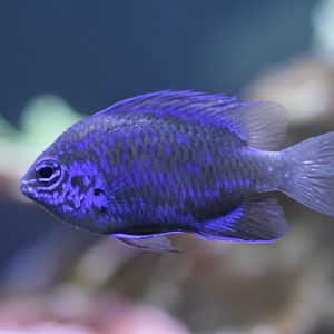 Springer's demoiselle