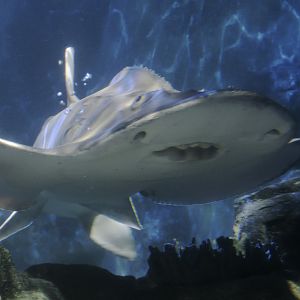 Bowmouth guitarfish arriving