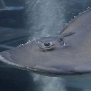 Bowmouth guitarfish passing by