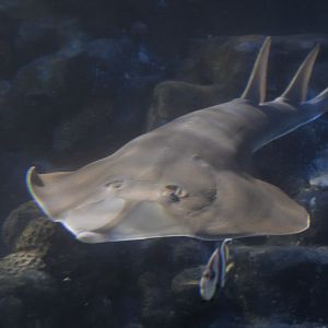 Blackchin guitarfish approaching