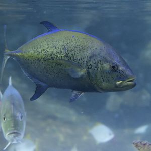 Bluefin trevally