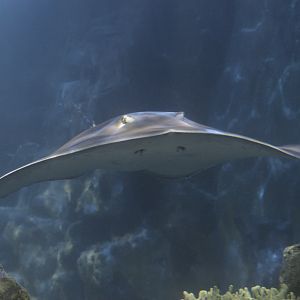 Large ray species