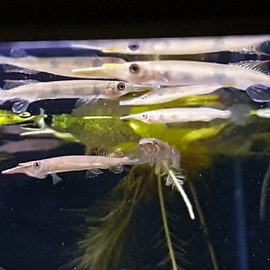 Hemirhamphodon pogonognathus