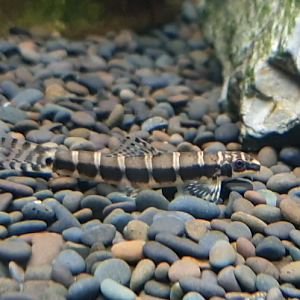 Serpenticobitis octozona