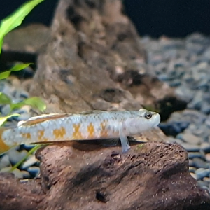 Rhinogobius zhoui