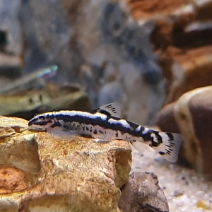 Yaoshania cf pachychilus