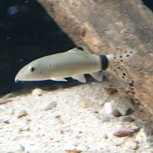 Yasuhikotakia splendida