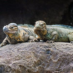Rhinoceros Iguanas (Cyclura cornuta)