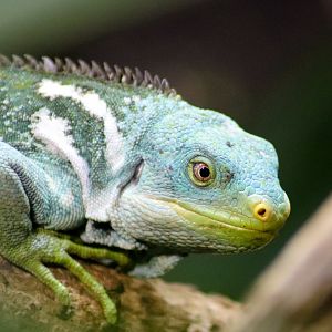 Fijian Crested Iguana (Brachylophus vitiensis)