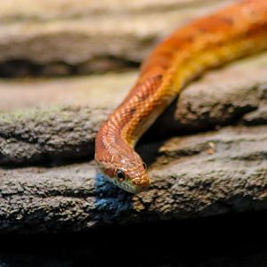 Corn Snake (Pantherophis guttatus)