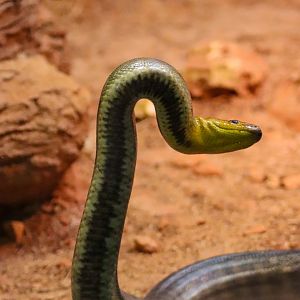 Woma Python Up Against Glass