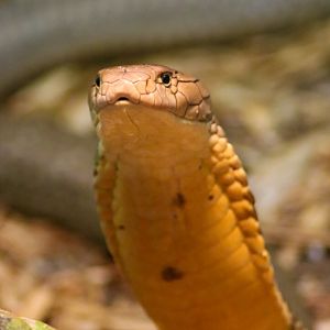 King Cobra (Ophiophagus hannah)