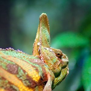 Veiled Chameleon (Chamaeleo calyptratus)