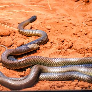 Western Brown Snakes (Pseudonaja nuchalis)