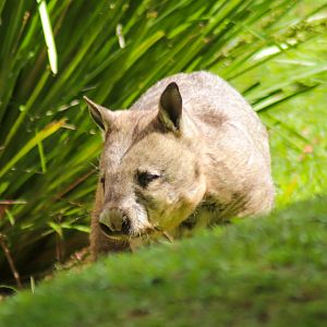 Southern Hairy-nosed Wombat (Lasiorhinus latifrons)
