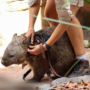 Wombat Going on a Walk
