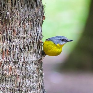 Wild Eastern Yellow Robin (Eopsaltria australis)