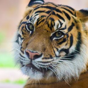 Sumatran Tiger (Panthera tigris sumatrae)