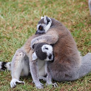 Ring-tailed Lemurs (Lemur catta)