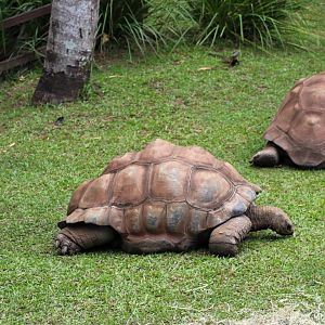 Aldabra Giant Tortoises (Aldabrachelys gigantea)