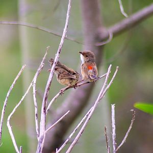 Wild Red-backed Fairy Wrens (Malurus melanocephalus)