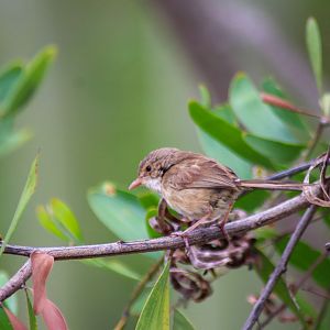 Wild Red-backed Fairy Wren (Malurus melanocephalus)