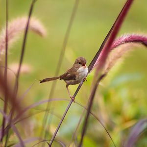 Wild Red-backed Fairy Wren (Malurus melanocephalus)