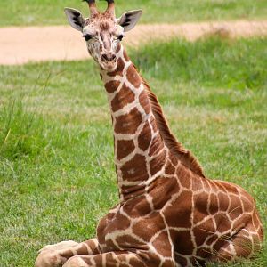 Giraffe Calf