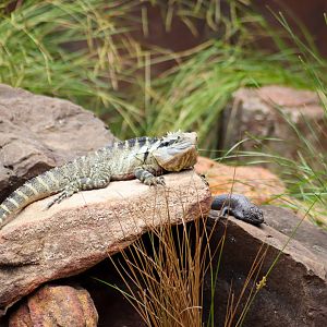 Eastern Water Dragon (Intellagama lesueurii) and Cunningham's Skink  (Egernia cunninghami)