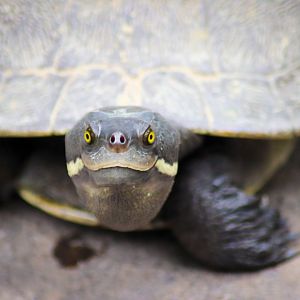 Brisbane River Turtle