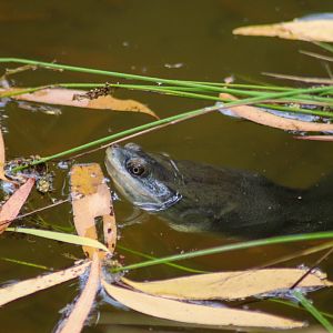 Broad-shelled River Turtle (Chelodina expansa)