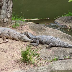 Freshwater Crocodiles (Crocodylus johnstoni)