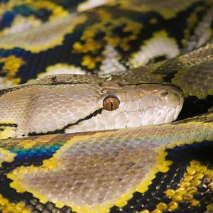 Reticulated Python (Python reticulatus)