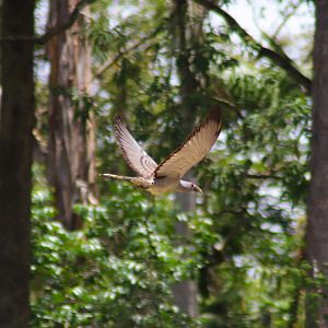 Wild Channel-billed Cuckoo (Scythrops novaehollandiae)