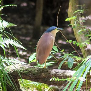 Wild Nankeen Night Heron (Nycticorax caledonicus)