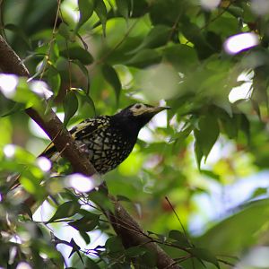 Regent Honeyeater (Anthochaera phrygia)