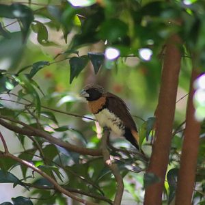 Chestnut-breasted Mannikin (Lonchura castaneothorax)