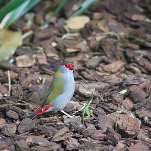 Red-browed Finch (Neochmia temporalis)