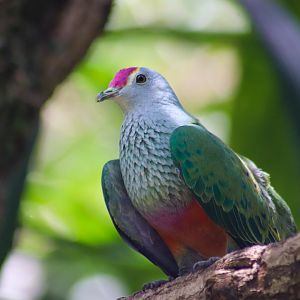 Rose-crowned Fruit Dove (Ptilinopus regina)