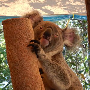 Koala