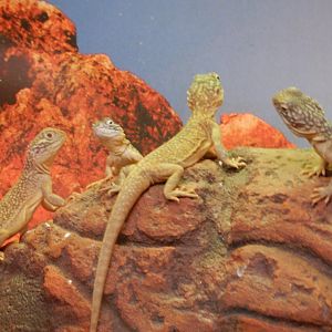 Central Netted Dragon