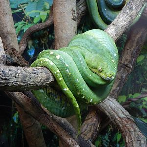 Green Python